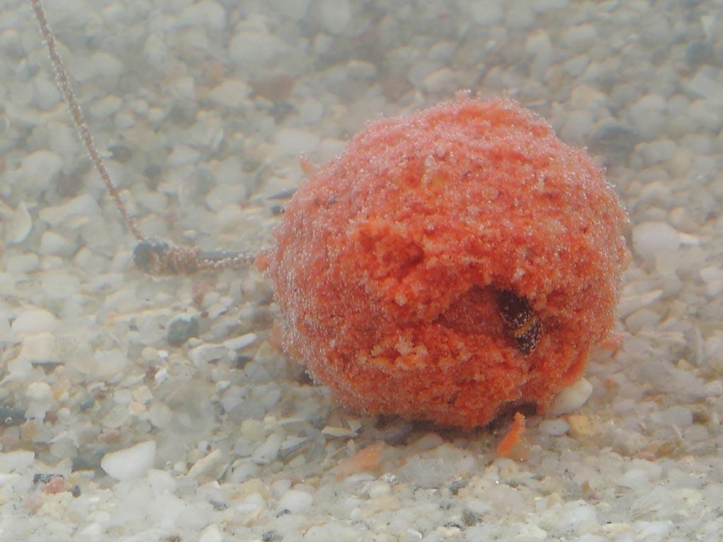 S B S - sbscarpfishing12.jpg